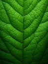 A green leaf close up texture with veins Royalty Free Stock Photo