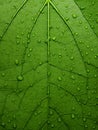 A green leaf close up texture with veins Royalty Free Stock Photo