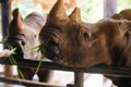 Close up view of Rhino Rhinoceros eating green grass and looking to camera Royalty Free Stock Photo