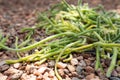 Close up view of a Rhipsalis baccifera or mistletoe cactus branches and spines