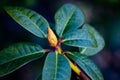 Close-up view of Rhododendron fauriei bud growing between the green leaves Royalty Free Stock Photo