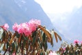Close up view of Rhododendron flowers