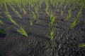 Rice field. Royalty Free Stock Photo