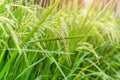 Close up view of rice field with soft sunrise light in the filed. Royalty Free Stock Photo