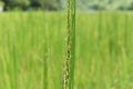 Close up view of the Rice flowers bloom on a young rice spike