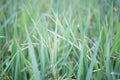 Close-up view of rice grains in a rice ear Green rice field background blurred light Royalty Free Stock Photo