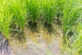 Close-up view of rice plants , in water of irrigated countryside rice paddy field. Kanazawa, Japan.