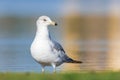 Close up view of Ring Billed Gull by the lake shore in Michigan Royalty Free Stock Photo