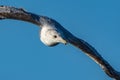 Close-up view of a ring-billed gull, Larus delawarensis, in flight over Lake Michigan at Grand Haven