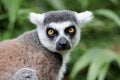 Close up view of ring-tailed lemur Royalty Free Stock Photo