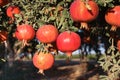 Ripe Beautiful healthy pomegranate fruits on a tree branch in pomegranate orchard ready for harvest Royalty Free Stock Photo