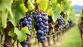 Close up view of ripe grapes on the branch in a vineyard under the sunlight