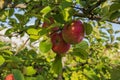 Close-up view of ripe red apples on apple tree on autumn sunny day. Royalty Free Stock Photo