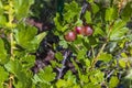 Close up view of ripe red gooseberry bush in garden. Royalty Free Stock Photo