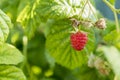 Close up view of a ripe red raspberry fruit in a garden. Royalty Free Stock Photo