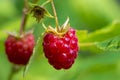 Close up view of a ripe red raspberry fruit in a garden