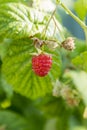 Close up view of a ripe red raspberry fruit in a garden. Vertical photo Royalty Free Stock Photo