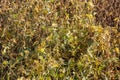 Close up view of Ripe Soya beans Soybeans ready for harvest