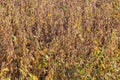 Close up view of Ripe Soya beans (Soybeans)ready for harvest Royalty Free Stock Photo