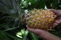 Close up view of a ripen less common Pineapple variety fruit