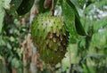 Close up view of a ripen Soursop fruit hangs on the plant