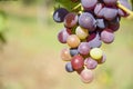 Close-up view of ripening black grapes, August