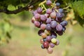 Close-up view of ripening black grapes, August