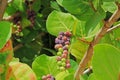 Close up View of Ripening Sea Grape Cluster