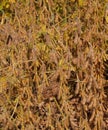 Close-up view of Ripening Soybeans