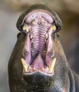 Close-up view of a roaring pygmy hippopotamus