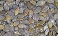 Close-up view of roasted pumpkin seeds Royalty Free Stock Photo