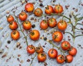 Roasted Cherry Tomatoes on the Vine Royalty Free Stock Photo