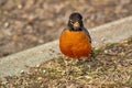 Robin Posing On The Grass Royalty Free Stock Photo