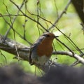 Close-up view of a robin between branches Royalty Free Stock Photo