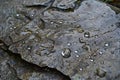 A close up view of a rock covered in glistening water drops, capturing the beauty of natures delicate details