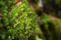 Close-up view of a rock covered with moss, selective focus, Bohemian Switzerland