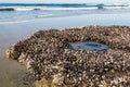 Close-Up View of Rocky Reef With Barnacles at Swami`s Beach