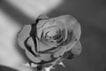 Close up view of a rose bud, top view, black and white photo effect Royalty Free Stock Photo