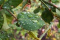Close up view of rose leaf with water drop Royalty Free Stock Photo