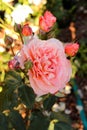 Close-up view of rose Mary Ann with buds. Bred by Tantau of Germany