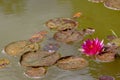 Close up view of a rosy pink water lily in still water