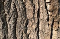 Close up view of rough, brown tree bark shows deep vertical furrows and texture. Direct sunlight creates strong contrast between Royalty Free Stock Photo