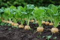 Close-up view of rows of young green turnip plants flourishing in fertile garden soil Royalty Free Stock Photo