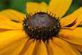 Close up view of Rudbeckia flower