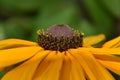 Close up view of Rudbeckia flower