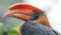 Close-up view of a Rufous hornbill Royalty Free Stock Photo