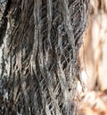 Close-up view of a rugged and impenetrable Juniperus thurifera tree trunk