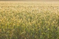 Close up view on rye ripe ears