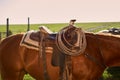 Saddled horse in close up view Royalty Free Stock Photo