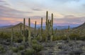 Close Up View Of Saguaor Cactus Stand At Dawn In Arizona Royalty Free Stock Photo